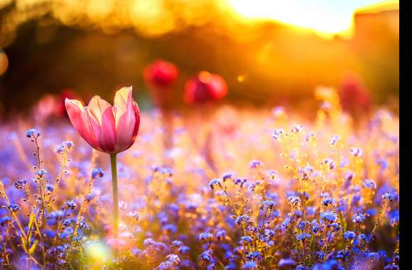 Red Flower Blue Flower Sunny Bokeh Flower Spring Nature Tulip