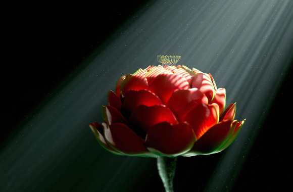 Red flower Digital Art wallpapers hd quality