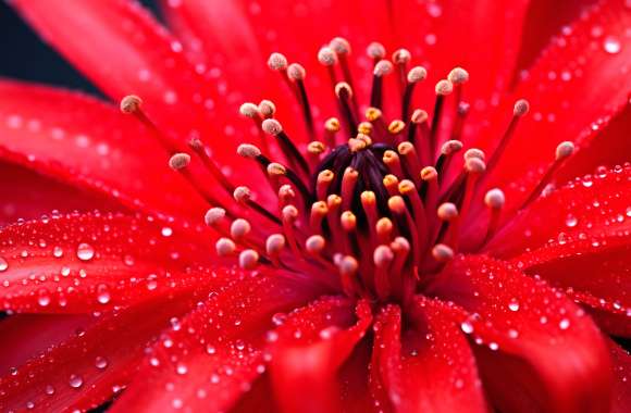 Red Flower Macro