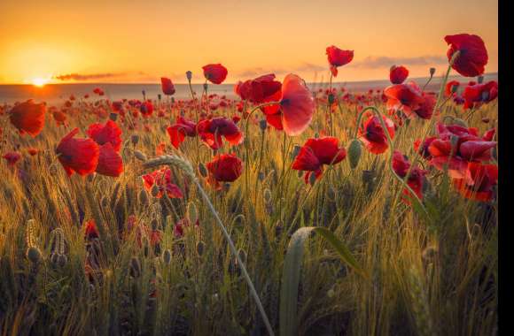 Red Flower Sunrise Field Summer Wheat Flower Nature Poppy