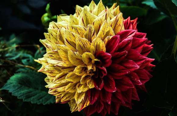 Red Flower Yellow Flower Close-up Flower Nature Dahlia