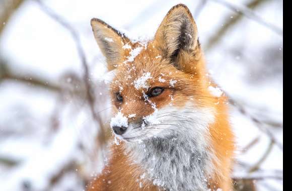 Red Fox Animal Fox 8k Ultra wallpapers hd quality