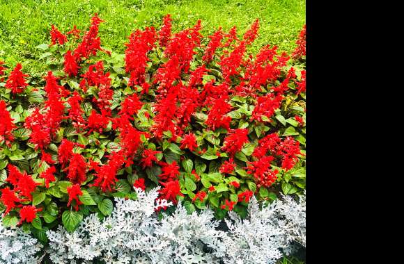 Red Green Peace Relax Calmness Nature Flower wallpapers hd quality