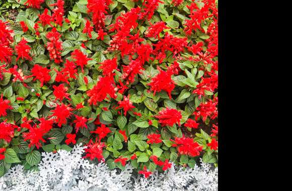 Red Green White Garden Nature Salvia