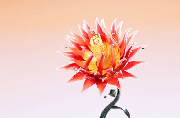 Red King Protea Flower wallpapers hd quality