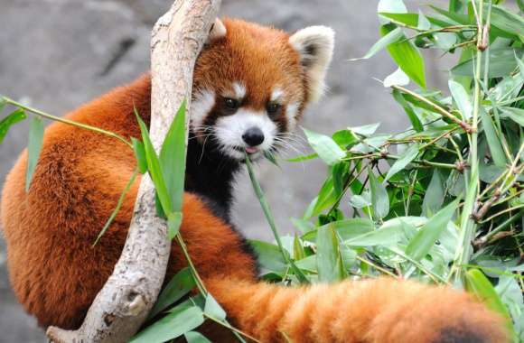 Red Panda in Bamboo Grove wallpapers hd quality