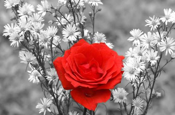 Red Rose in Bloom -