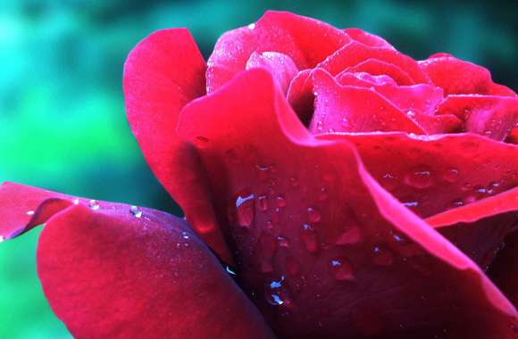 Red Rose Water Drop