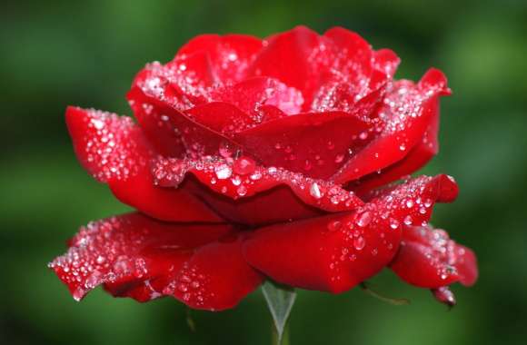 Red Rose with Water Drops -