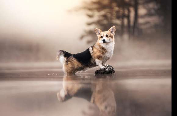 Reflection Animal Corgi