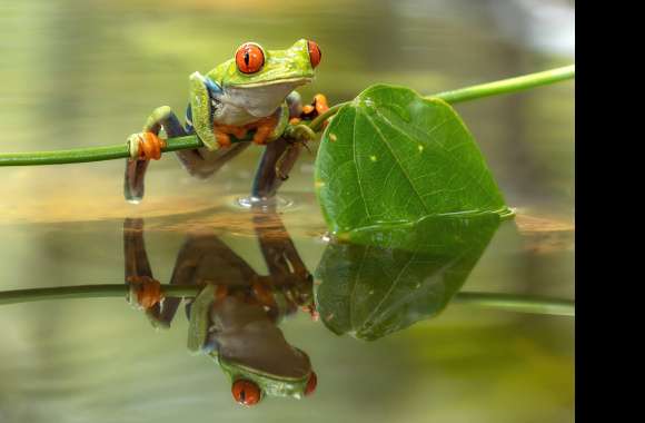 Reflection Animal Red-eyed Tree Frog