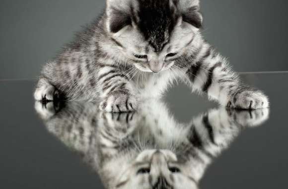 Reflection of a Cute Kitten -