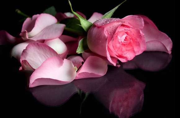 Reflection Pink Flower Close-up Petal Flower Nature Rose