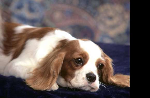 Regal King Charles Spaniel - wallpapers hd quality