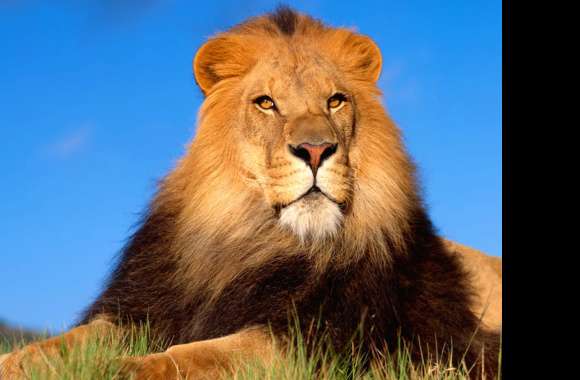 Regal Lion -