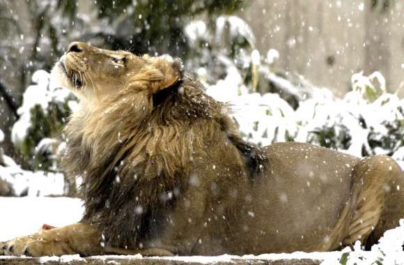 Regal Lion in Snow - Smithsonian Zoo wallpapers hd quality