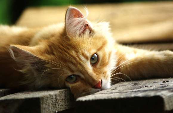 Relaxed Kitten wallpapers hd quality