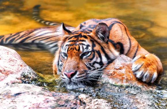 Relaxed Tiger in Water -