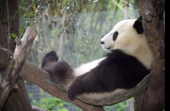 Relaxing Panda at the Zoo -