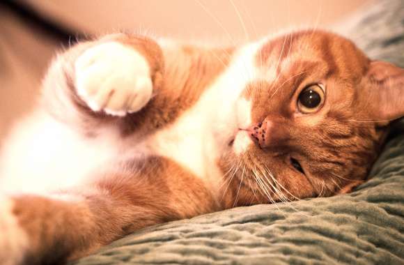 Relaxing Tab wallpapers hd quality
