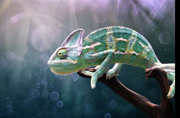 Reptile Lizard Animal Chameleon