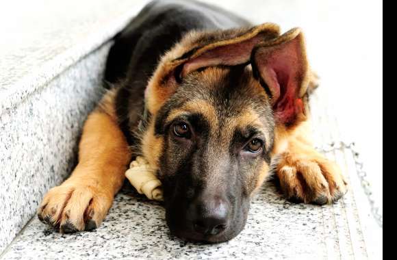 Restful German Shepherd - wallpapers hd quality