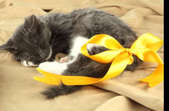 Ribbon Cute Sleeping Kitten Animal Cat Cute Cat