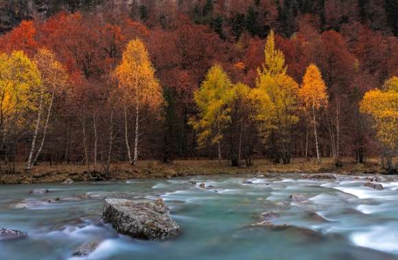 River Nature Tree