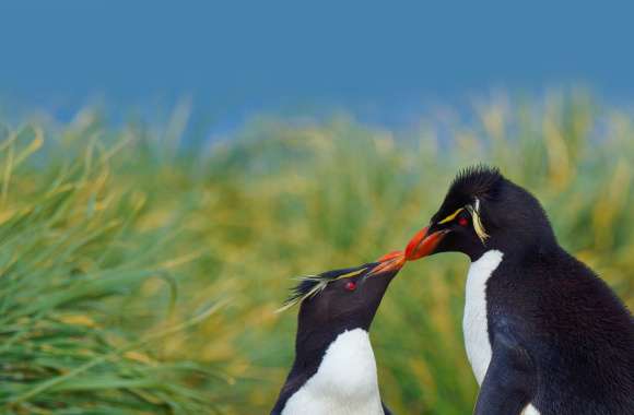 Rockhopper Penguin Animal Penguin