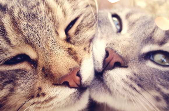 Romantic Love Cats - Heartwarming