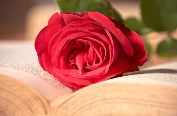 Romantic Rose on Book - wallpapers hd quality