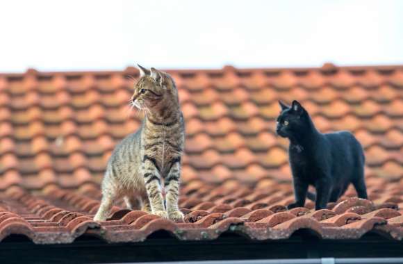 Roof Animal Cat wallpapers hd quality