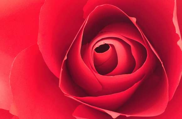 Rose flower Closeup Photography