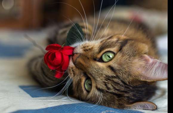 Rose Whiskers - HD Cat Wallpaper wallpapers hd quality