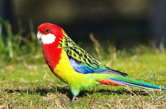 Rosella Beauty HD Bird Wallpaper wallpapers hd quality