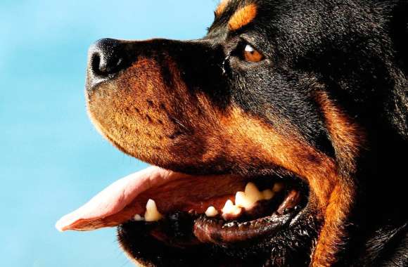 Rottweiler Majestic and Loyal