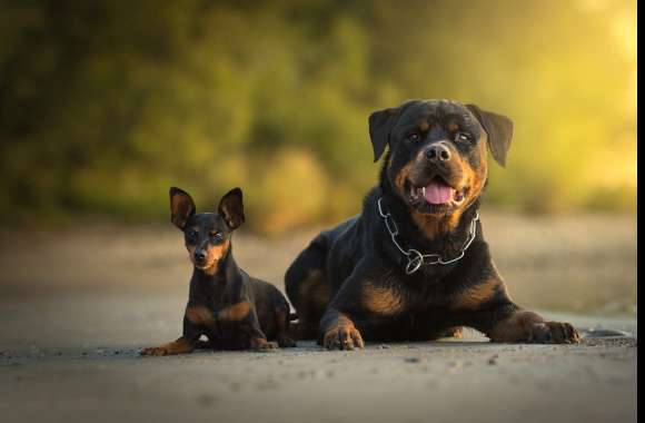 Rottweiler Puppy Bond