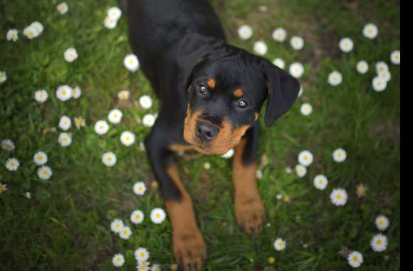 Rottweiler Puppy in Flower Field