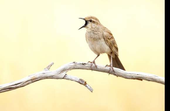 Rufous Songlark Animal Bird