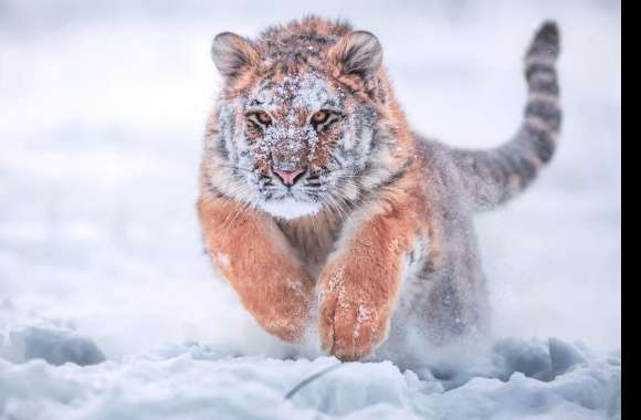 Running Baby Siberian Tiger in Snow - wallpapers hd quality