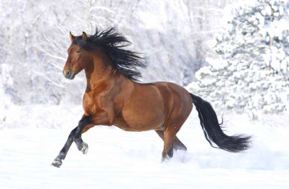 Running Horse in Winter Snow -