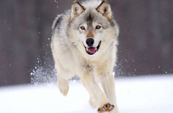 Running Wolf in Snow