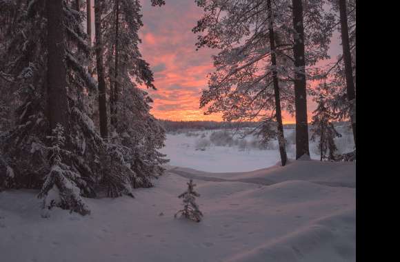 Russia Nature Winter