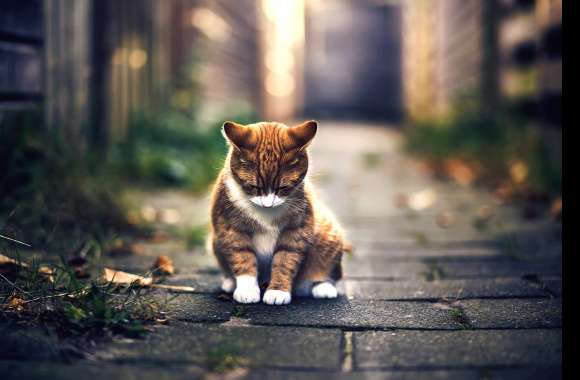 Sad Cat A Touching Moment in Nature wallpapers hd quality