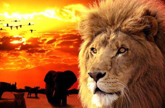 Safari Majesty Sunset - wallpapers hd quality