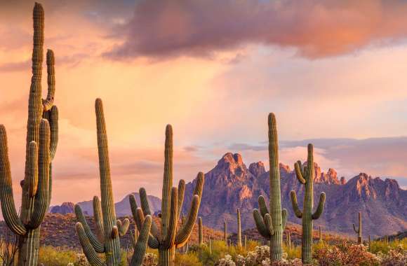 Saguaro Nature Cactus