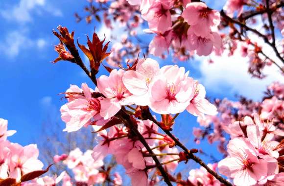 Sakura Spring Nature Flower