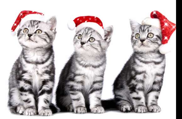 Santa Hat Animal Cat wallpapers hd quality