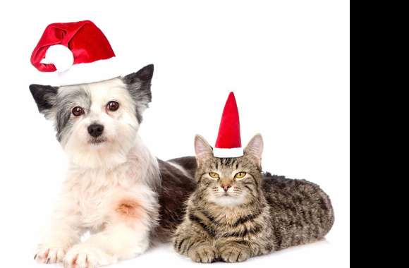 Santa Hat Christmas Cute Cat Dog Animal Cat & Dog Cute Cat