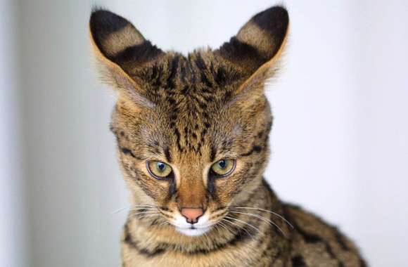 Savannah Cat Animal Cat wallpapers hd quality